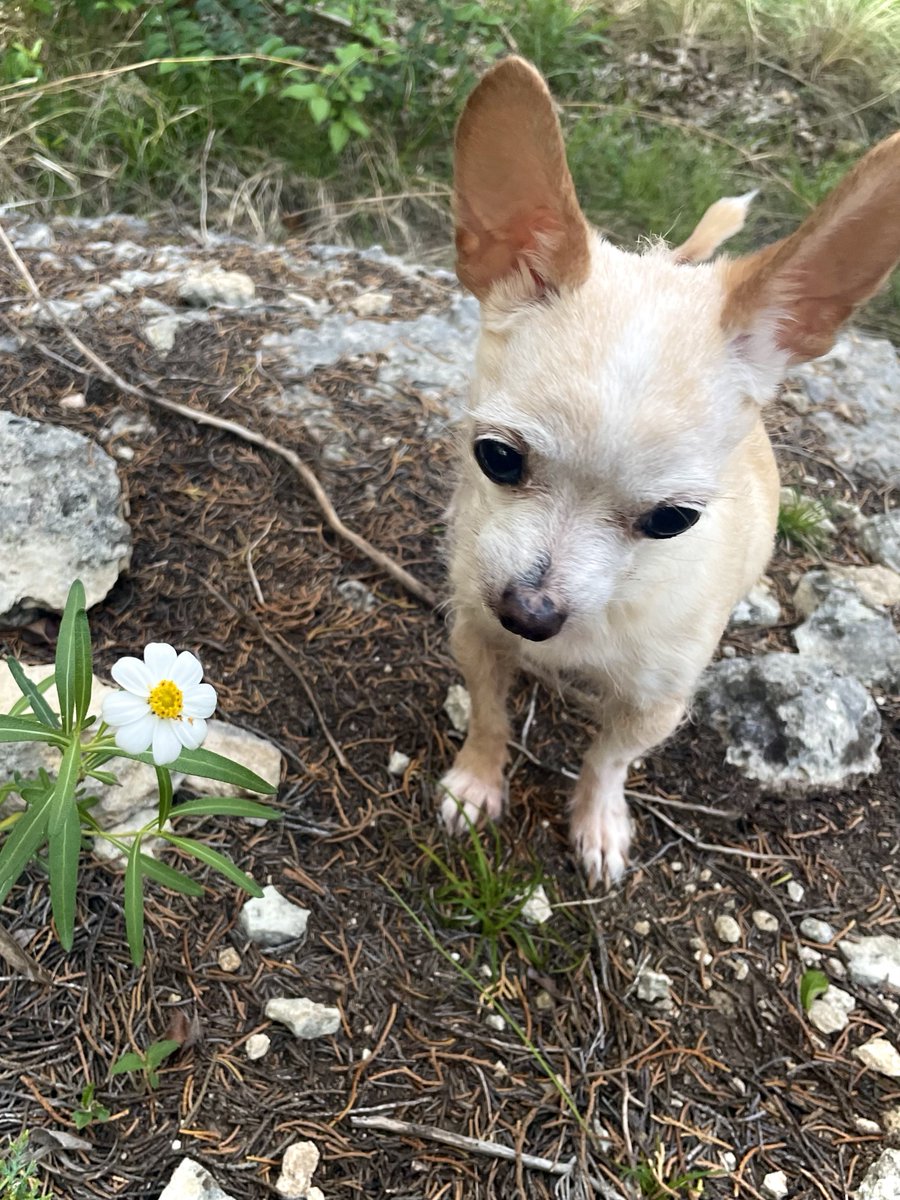 twunky_dory's tweet photo. She’s a hikin’ girl https://t.co/4Le7EgSnyh