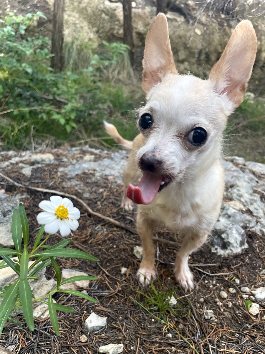 twunky_dory's tweet photo. She’s a hikin’ girl https://t.co/4Le7EgSnyh