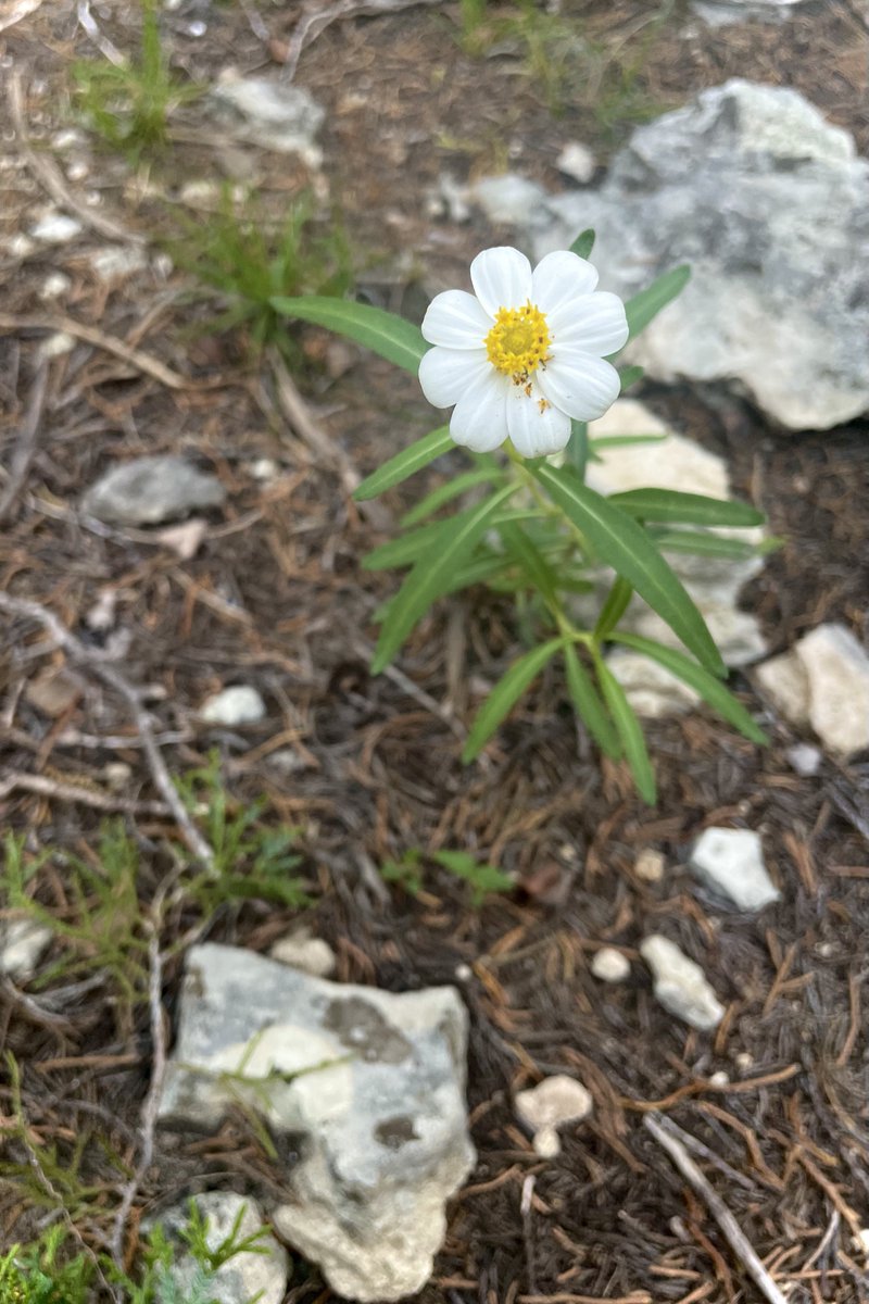 twunky_dory's tweet photo. She’s a hikin’ girl https://t.co/4Le7EgSnyh