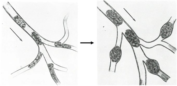 Image in tweet by The Vigilant Fox 🦊