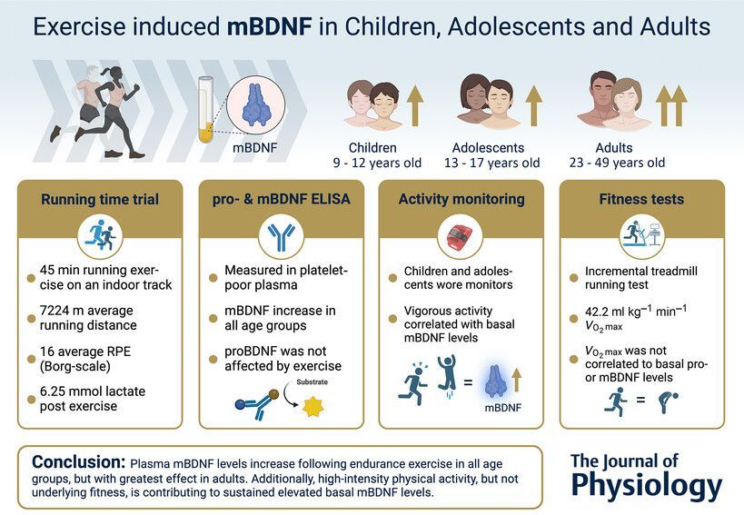 Journal of Physiology (@jphysiol) on Twitter photo New #Research by Sebastian Edman (<a href="/karolinskainst/">Karolinska Institutet</a>) et al. examines exercise-induced plasma mature brain-derived #neurotrophic factor elevation in children, adolescents and adults 🏃🔄
📜 Read it here: buff.ly/IQ2ZcCS New #Research by Sebastian Edman (<a href="/karolinskainst/">Karolinska Institutet</a>) et al. examines exercise-induced plasma mature brain-derived #neurotrophic factor elevation in children, adolescents and adults 🏃🔄
📜 Read it here: buff.ly/IQ2ZcCS