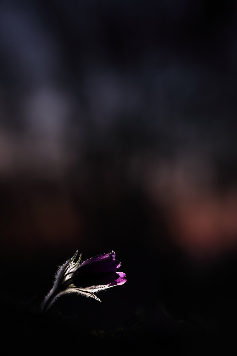 Pasque Flower