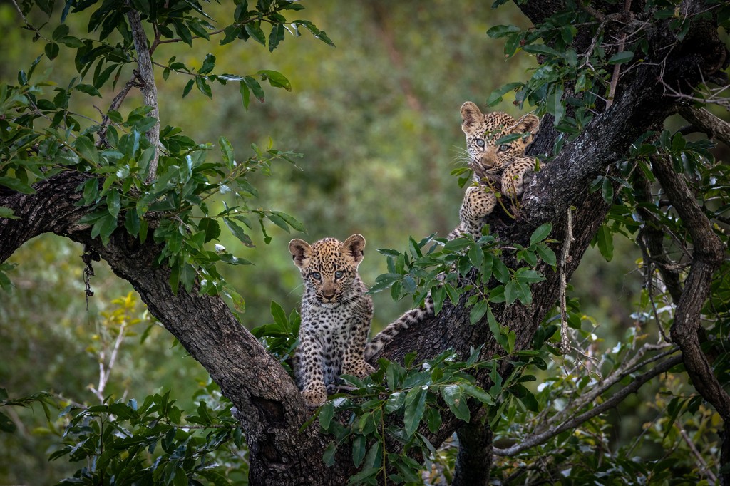londolozi's tweet photo. Leopards of Londolozi: Naming, Spot Patterns and Identification - https://t.co/U2JKGQI1Wb
#londolozi #thelondolozieffect #relais #relaischateaux #wildlifeblog #luxurysafari #safari @relaischateaux โ #anoriginalway #leopard #leopardsoflondolozi https://t.co/lPx0sTBJTy