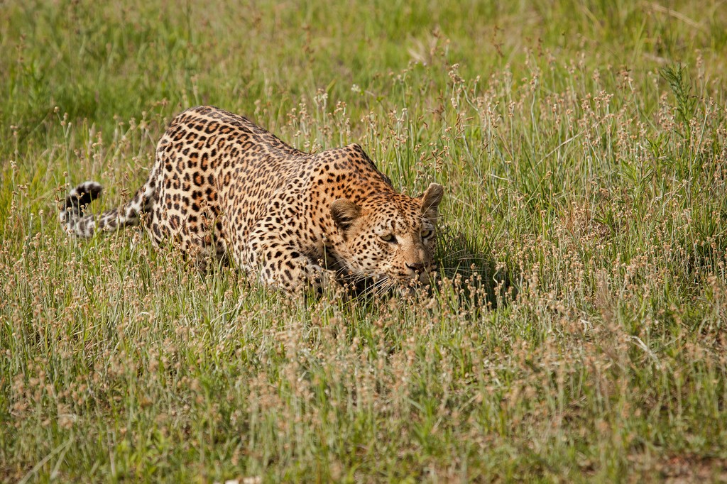 londolozi's tweet photo. Leopards of Londolozi: Naming, Spot Patterns and Identification - https://t.co/U2JKGQI1Wb
#londolozi #thelondolozieffect #relais #relaischateaux #wildlifeblog #luxurysafari #safari @relaischateaux โ #anoriginalway #leopard #leopardsoflondolozi https://t.co/lPx0sTBJTy