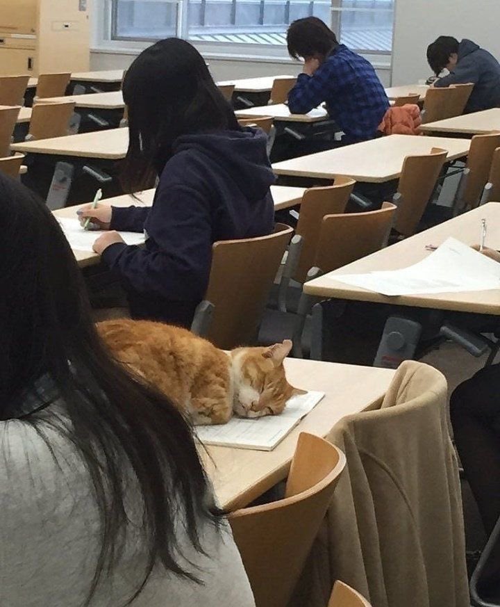 大学に自由な猫いた