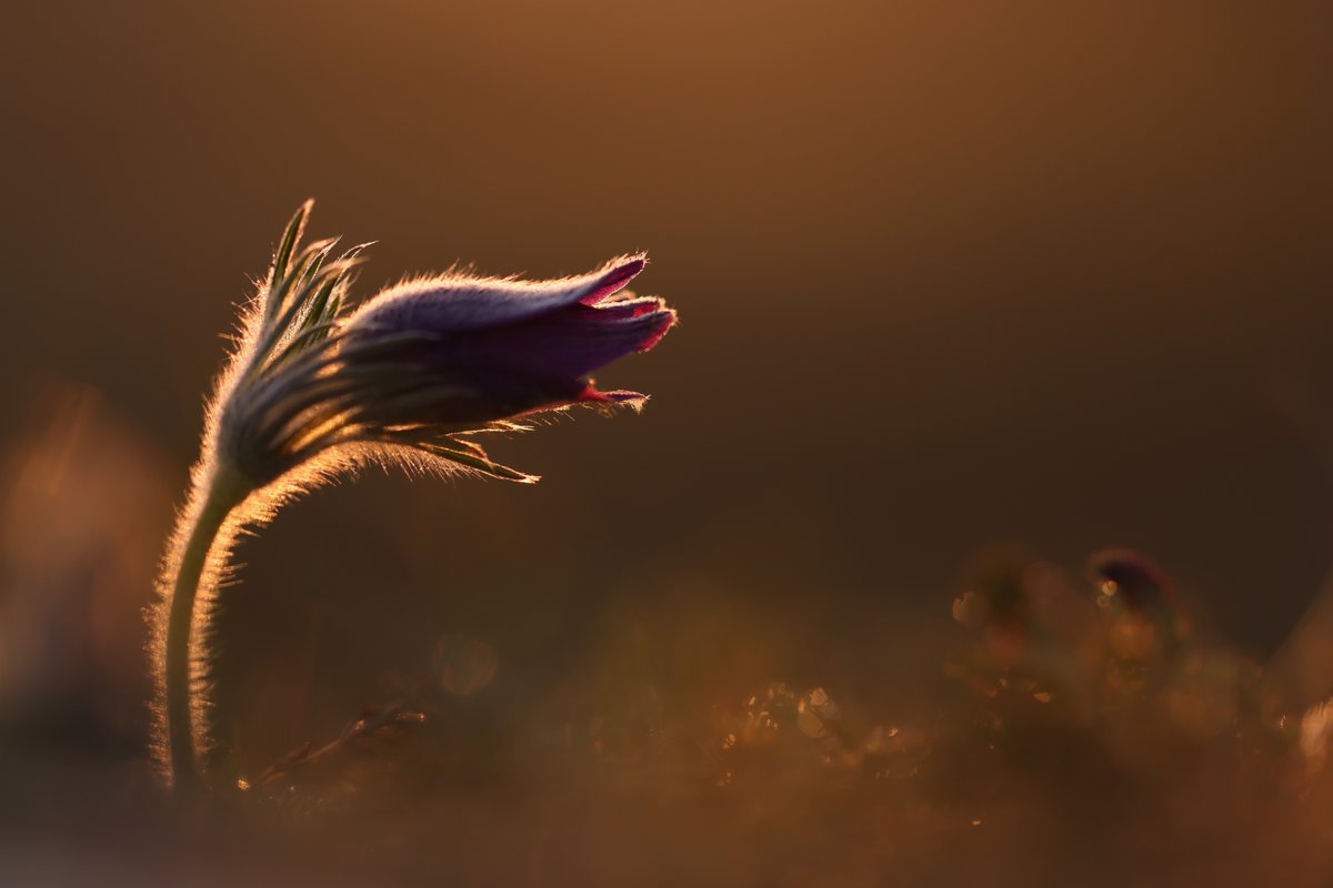 Pasque Flower