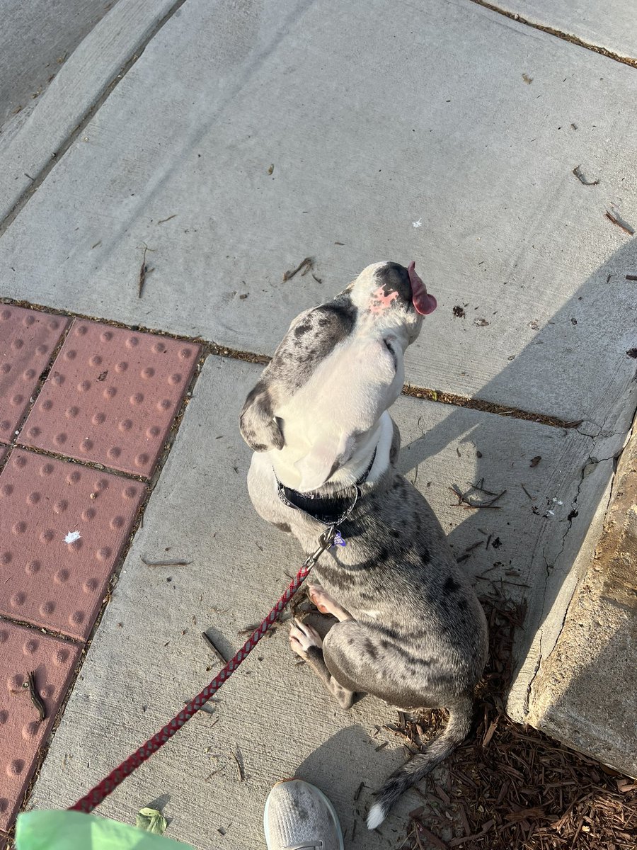 hannahczs's tweet photo. Miss blue eyed Dior is available for adoption in the DMV! She’s good with cats, dogs and loves kids! #adoptDC #adoptnova #NoVa https://t.co/TIfcbqvxcA