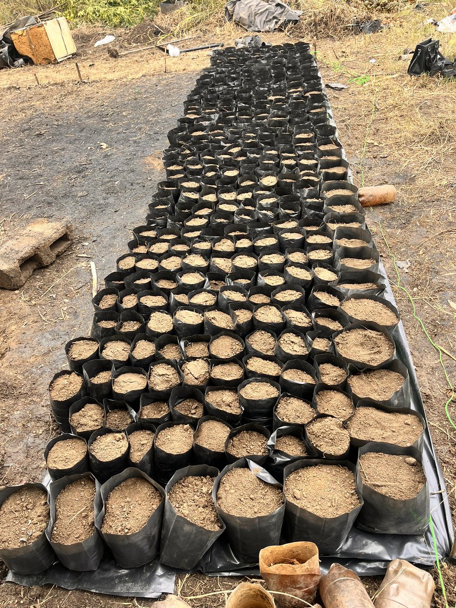 Another fulfilling day as an #environmentalllist ! 
In  process of setting up one of the biggest #treenuseries <a href="/hut_green/">GreenHut</a>  working with some of the beneficiaries of the <a href="/AfricaCRP/">ClimateRealityAfrica</a> ‘ climate adaptation fund  awarded earlier this year . I am excited to see the it take shape 🌳