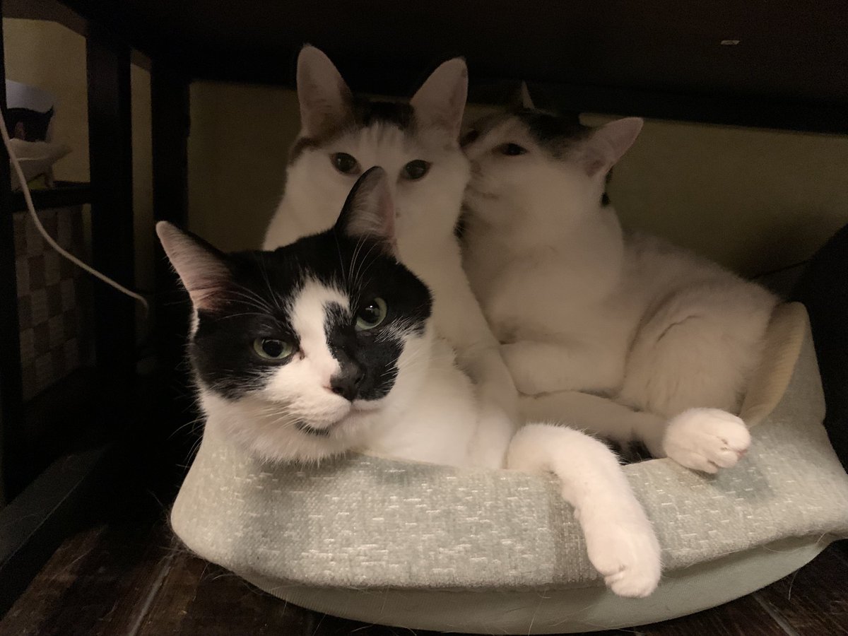 ManiUlfr's tweet photo. 大きい猫ベッドが古くなったので処分したら…

大きいの買わないとw https://t.co/2BFM1FLtOF