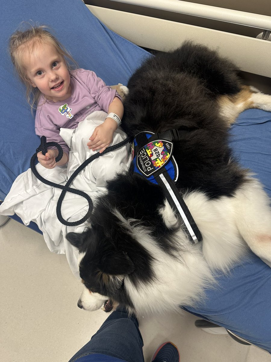 AnniesCompanion's tweet photo. There’s nothing like a big, fluffy puppy  on your bed keeping you company if you have to be in the hospital🥰 #texashealthstephenville #loveinaction #spreadjoy #therapydog #AnniesTherapeuticCompanions #volunteer #weloveourjob https://t.co/466QVgOxvI