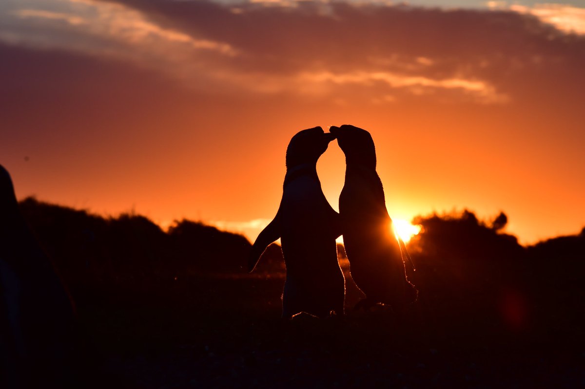 maxi jonas tweet media