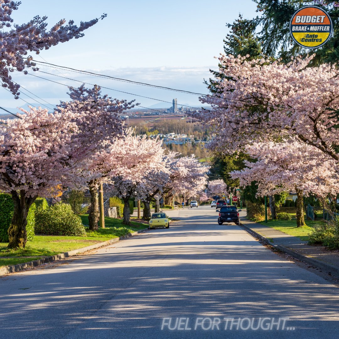 BBMACofficial's tweet image. Nature doesn’t hurry, and yet everything blooms. 
🌸
#FuelForThought #PetalPower #SpringIntoService