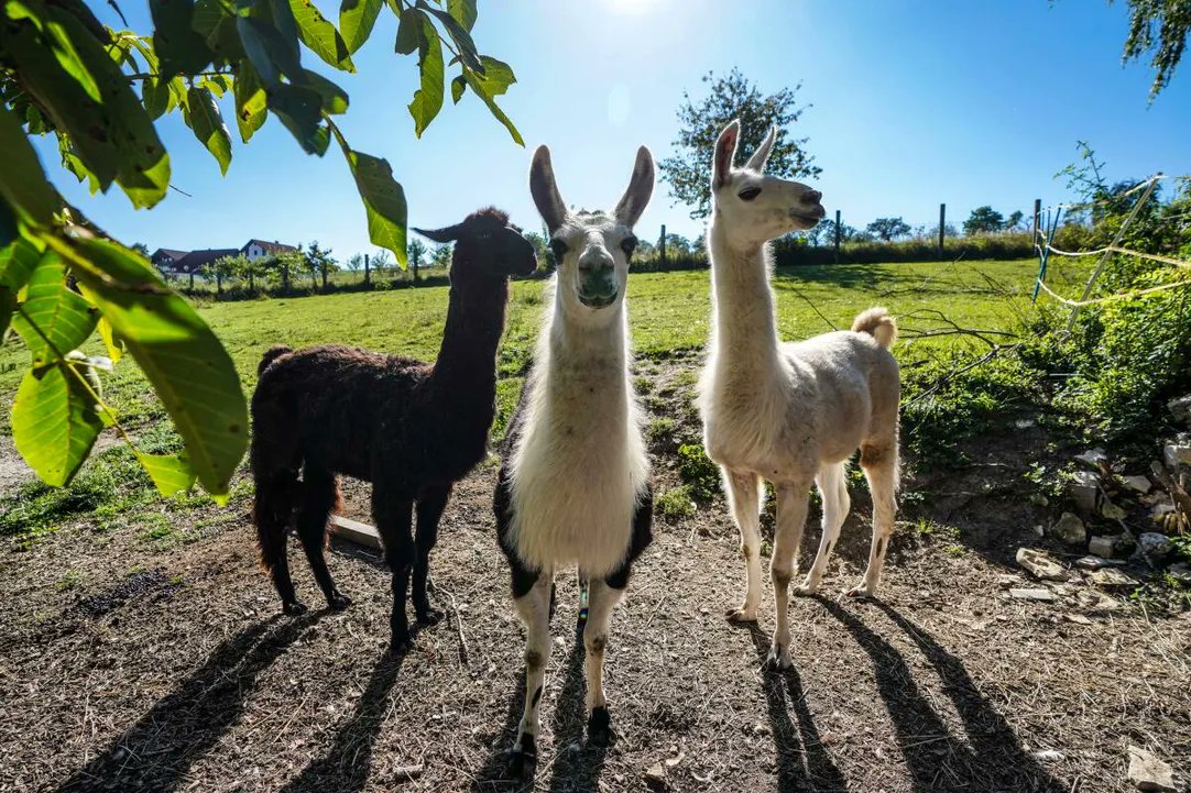 Russisches Roulette im Streichelzoo