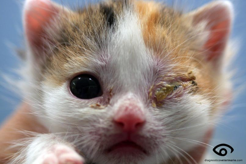 signos997's tweet photo. Cómo cuidar y atajar la conjuntivitis en gatos nos orienta nuestra especialista @sussanon en la sección #mascotas https://t.co/KU5GrvcE7c