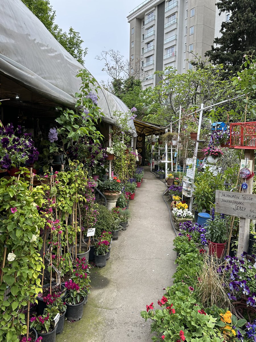 Erenköy marmaray durağına giderken bu çiçek serasına denk geldim; çiçeklere aşık biri olarak böyle bir günde o kadar iyi geldi ki 🫠🫠 10 dakikalığına burada gezerken depremle ilgili her şeyi unuttum ✨✨ aşık oldum buraya 🌸