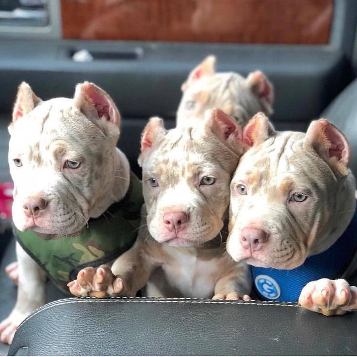 PITBULL's 🐶❤ (@amopitbulls1) on Twitter photo 