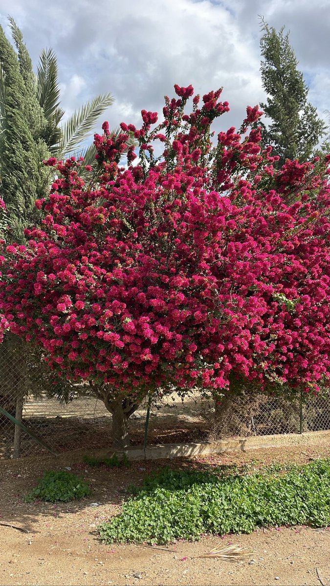 عَيَّاد🌳 tweet media