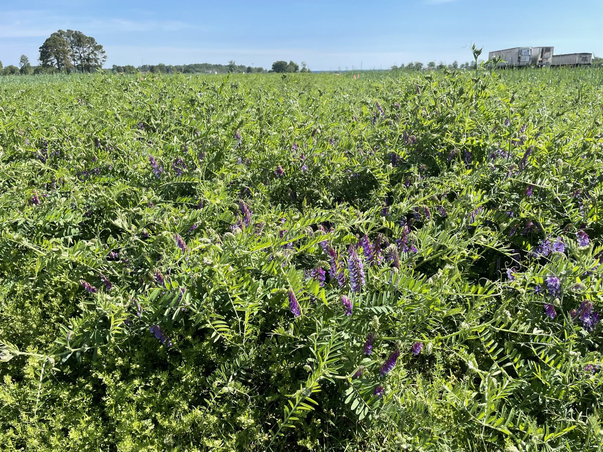 AustinBrownAg's tweet photo. Samples taken at the 2025 NE Ag Expo site. Collaborative research w/ ⁦@NCExtension⁩ Agents &amp; ⁦@VACoopExt⁩ Dr. Hunter Frame. Excited to see the nutrient benefit the cover crops provide to the corn ⁦@NCOVT⁩ will be planting here tomorrow. https://t.co/ovE6znlpDi