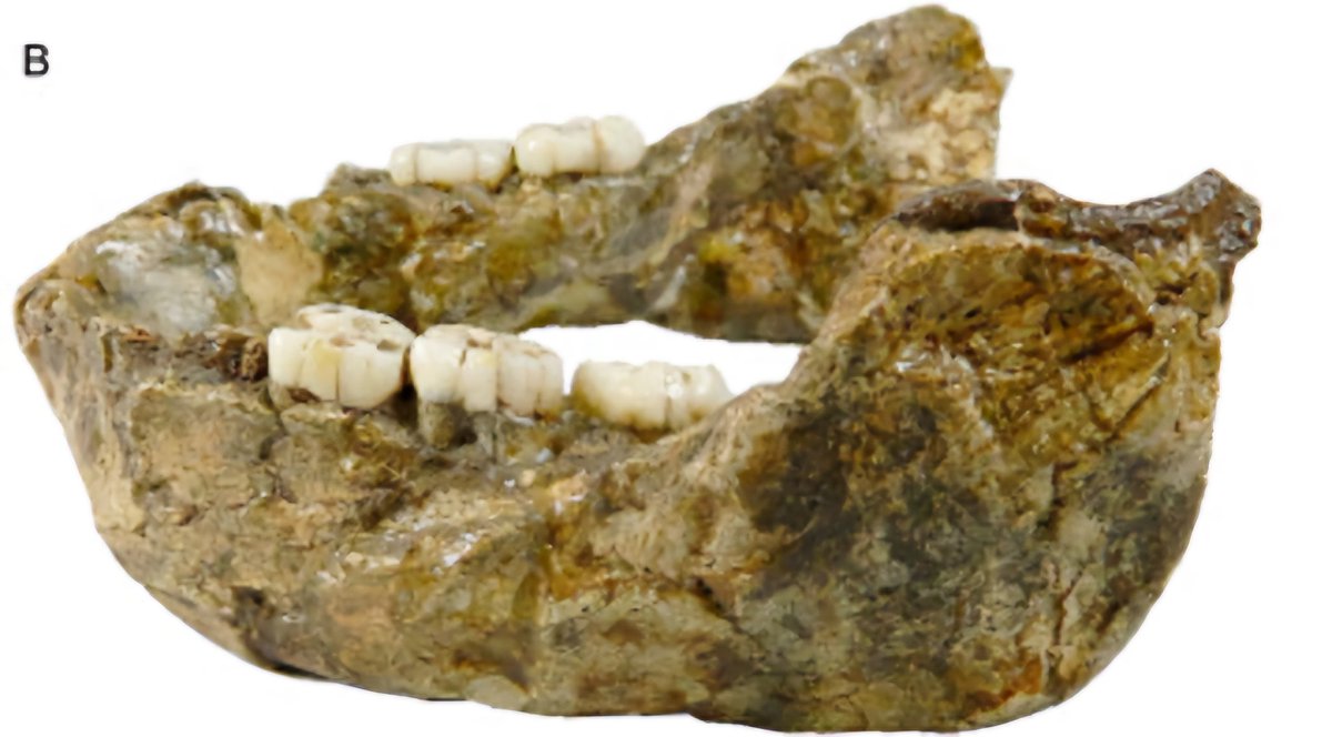 360onHistory's tweet image. ...another human relative in southern Africa called P robustus.

Study published in the Journal of Human Evolution

#nutcrackerman #fossil #FossilDiscovery #palaeontology #southafrica #human #homosapiens #homoergaster #Hominins