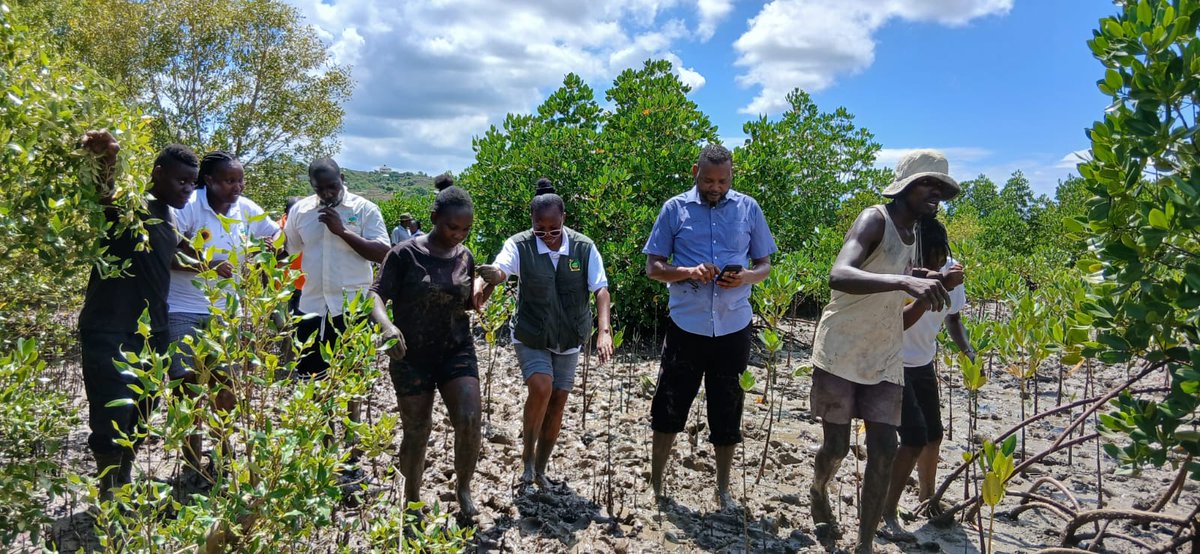 Agriculture and Food Authority- Kenya tweet media