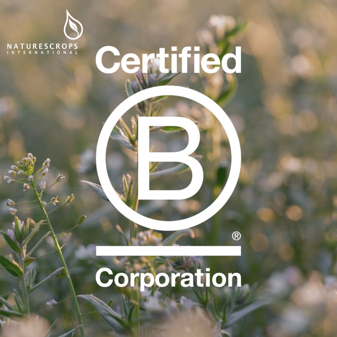 We’re proud to share that NCI has officially renewed and recertified our #BCorp status! 

This reflects our ongoing commitment to sustainability, transparency, and purpose-driven business. We’re honored to be part of a global movement using business as a force for good.