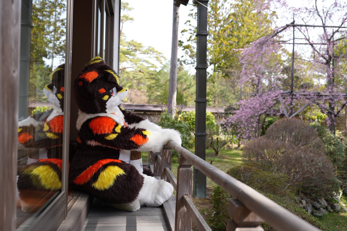 どんな厳しい冬でも、春は必ずやってくるんだね

#FursuitFriday 
#寺もふ 
#かるかるかるあ