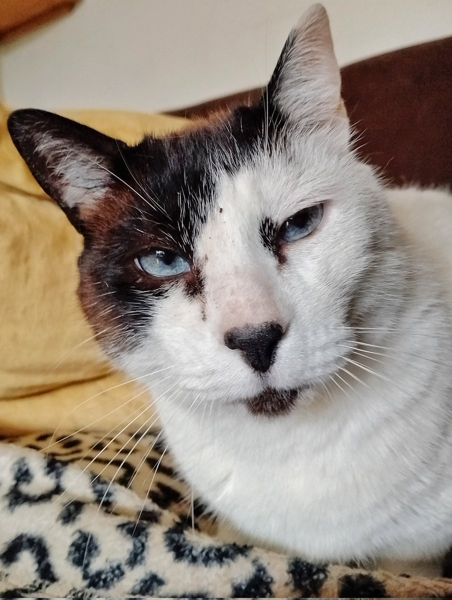 Prince Charming Rudi. #CatsOfTwitter #Cats
