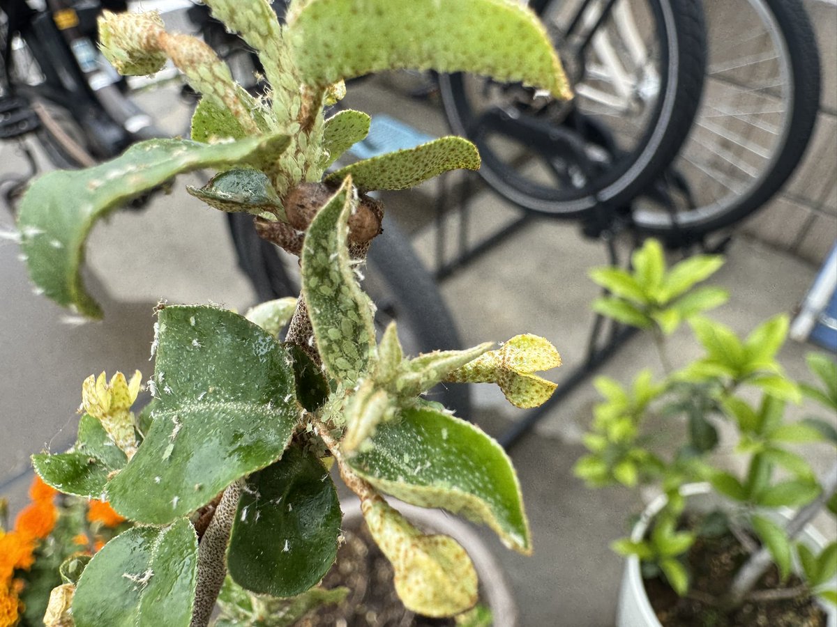 大切に育ててるグミの木に虫が😫