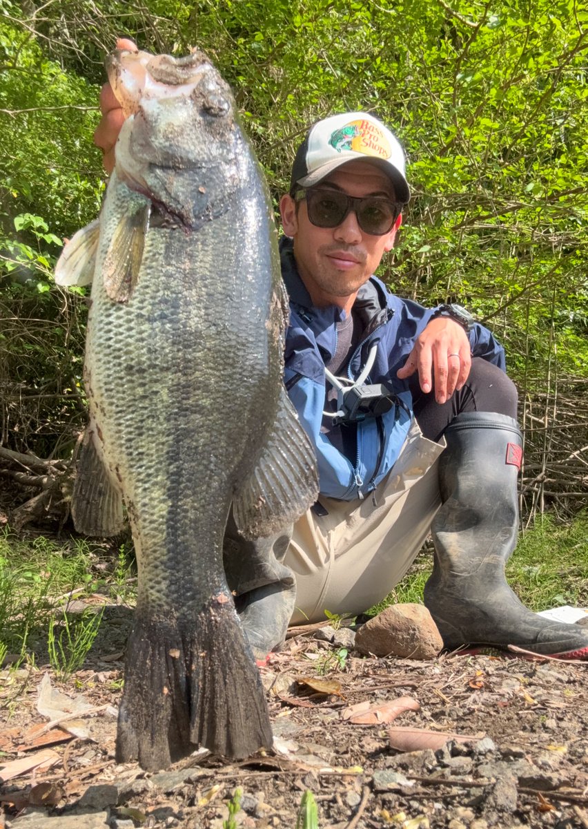 ikemenchitta's tweet photo. 午後の部。朝一魚抜けたエリアに戻ったら先行者４人。魚探して歩いてたら発見。
1キャスト目で食わせてキャッチ✌🏽47cm1700g.魚が少なすぎてすぐ移動。
1回しか行ったことないポイントへ。
ええ感じのレイダウンを2箇所見つけて連発😂ランガン疲れたけど40up6本50up1本と大満足の釣果でした✌🏽 https://t.co/esx1sKeRuq