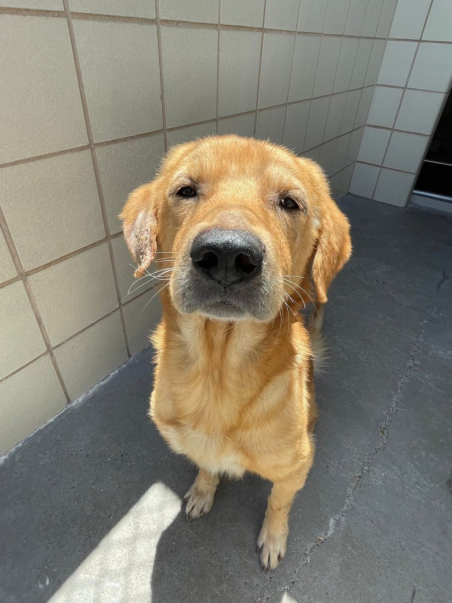 LisaBrabson's tweet photo. BUCKY #A379931 8yo,the sweetest baby
Little body is a bit worn,a little missing hair,easily treatable,arthritis,all of which can b remedied with love &amp; a good home
He is such a good boy, patiently waiting for someone to save his precious life 
#ADOPT #FOSTER OR #PLEDGE 
#Texas👇 https://t.co/VjbcpbWM3o