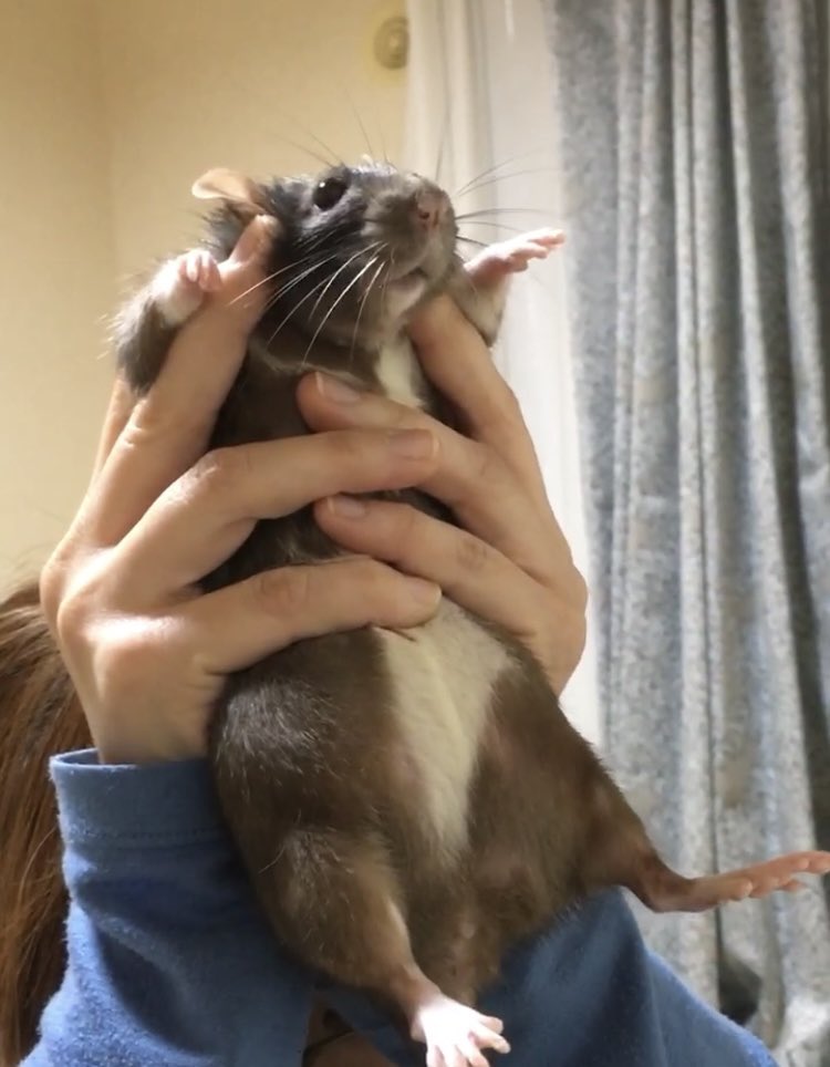 ねずみ様を掲げろ🐀！！
 #第1回ドブネズミ掲揚大会