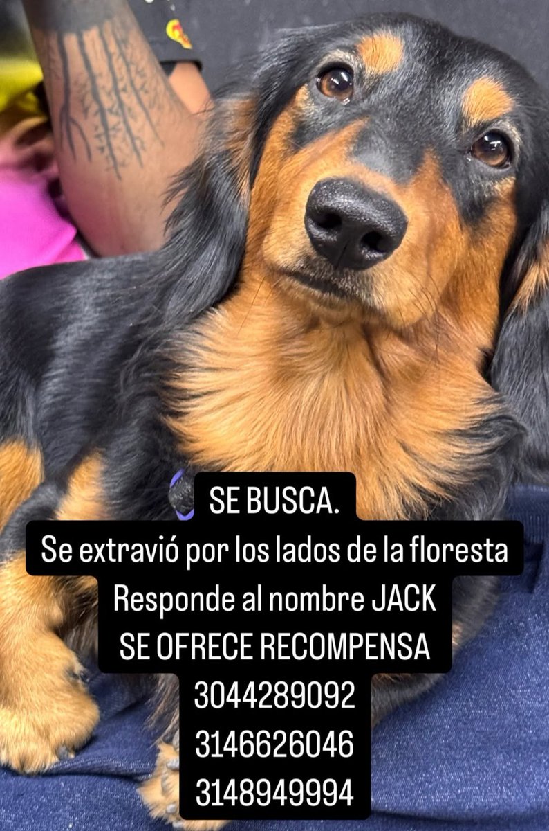 lufeguga's tweet photo. 🚨🚨🚨 MEDELLÍN 🚨🚨🚨

Jack se salió de la casa. Comuna 12. Barrio La Floresta - La América - Santa Lucía.

UN RT NO TE CUESTA NADA

Me ayudan, por favor. Es el perrito de una amiga y está muy triste.

Gracias 🫂 https://t.co/taZ5FwVAe2