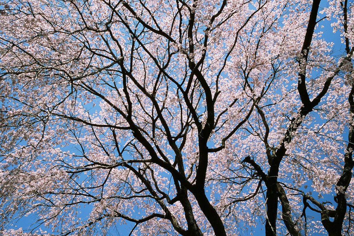 nyachimog's tweet photo. 2025年春をフィルムで残す（埼玉県比企郡ときがわ町・日枝神社のしだれ桜編）
#写真好きな人と繋がりたい #ファインダー越しの私の世界 #キリトリセカイ #minolta #a7 #α7 #minolta24105 #ポジ #リバーサルフィルム #PROVIA #プロビア #RDPIII #フィルムカメラ #ときがわ町 #日枝神社 #しだれ桜 https://t.co/Xxq9RZDw84