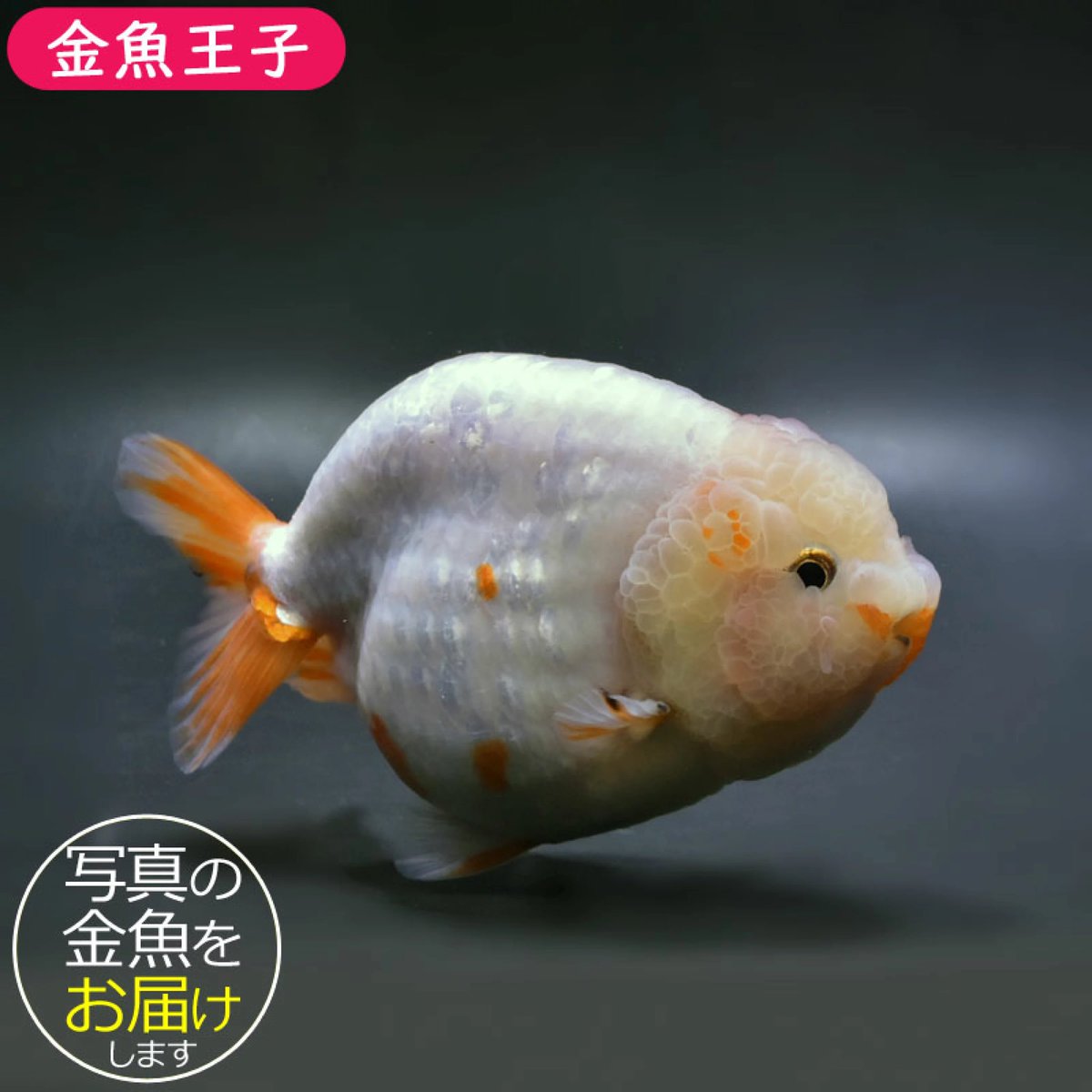 kingyooji's tweet photo. 【金魚王子】変わり柄らんちゅう 14cm前後 

(個体番号：vfr551.552) 

vfr552の方は今回のお買い物マラソン特価品🏃‍♀️🏃‍➡️🏃‍♂️

https://t.co/vMD8BEbHDH

#金魚王子オンラインストア
#楽天アクアステージ
#金魚王子
#Amazon https://t.co/4v04dDOFGu