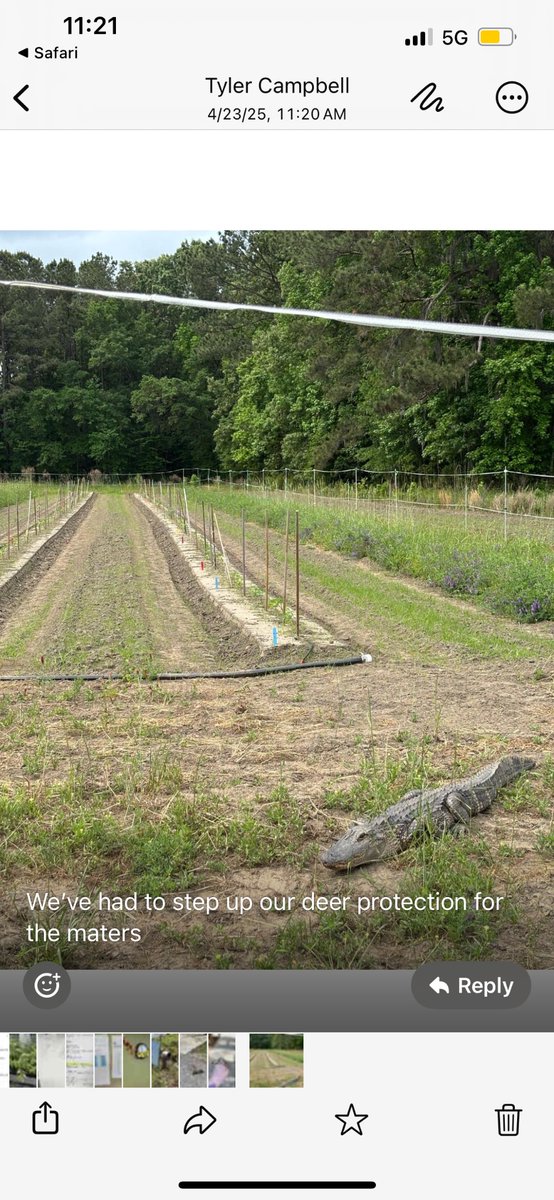 Gator in the tomato field!