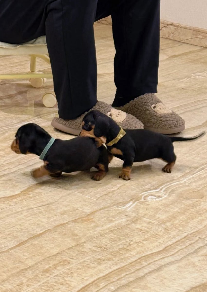 💖 (@twaniimals) on Twitter photo 