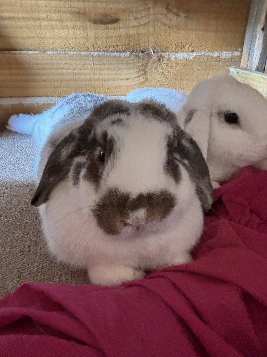 With an £1800 vet bill. Monthly running costs of £1300 and so many sick bunnies we have had to make to difficult decision to close to new intakes, other than absolute emergencies, which even then we will try to direct to another rescue if we can. 

Being the only responsible