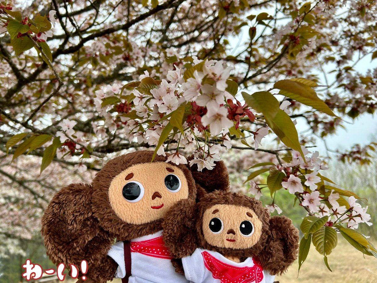 Cheburashka_ak0's tweet photo. 桜🌸間に合ってよかった https://t.co/wsXNhEhFLl