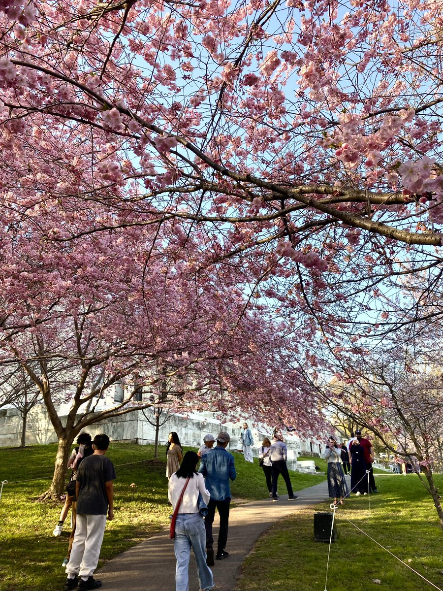 Visit Buffalo Niagara (@buffaloniagara) on Twitter photo Buffalo’s blossoms are loading… 🌸👀
Don’t miss the Buffalo Cherry Blossom Festival this weekend, April 26–27, 11am–3pm at 1 Museum Ct. 🌸✨
More info here: visitbuffaloniagara.com/fun-facts-abou…
#BuffaloBlossoms #SpringInBuffalo Buffalo’s blossoms are loading… 🌸👀
Don’t miss the Buffalo Cherry Blossom Festival this weekend, April 26–27, 11am–3pm at 1 Museum Ct. 🌸✨
More info here: visitbuffaloniagara.com/fun-facts-abou…
#BuffaloBlossoms #SpringInBuffalo