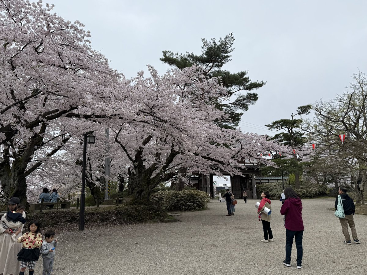 coltpython6inch's tweet image. 千秋公園の桜綺麗だった。だが桜の花びらが散り始めてきた。