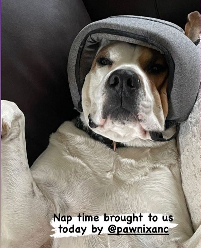 PawnixANC's tweet photo. Meet Charles, one of our first boys to be fitted with a custom low-eared PAWNIX Noise Cancelling Headphones. For years, Charles has been relaxing and napping peacefully through thunderstorms, thanks to the comfort and security his PAWNIX provides. https://t.co/v4b9j8XFaV