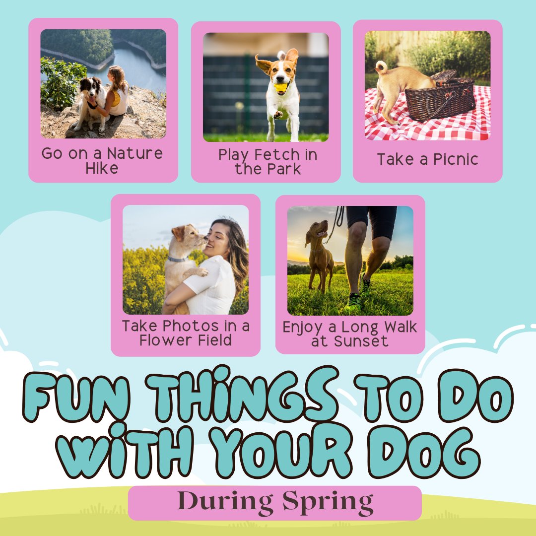 towncvet's tweet image. When the sun’s out, you know it’s time for a dog-friendly adventure. Hike, play, or just enjoy the fresh air together. 🌸🐕 #springfun #springdogs #dogs #doglovers