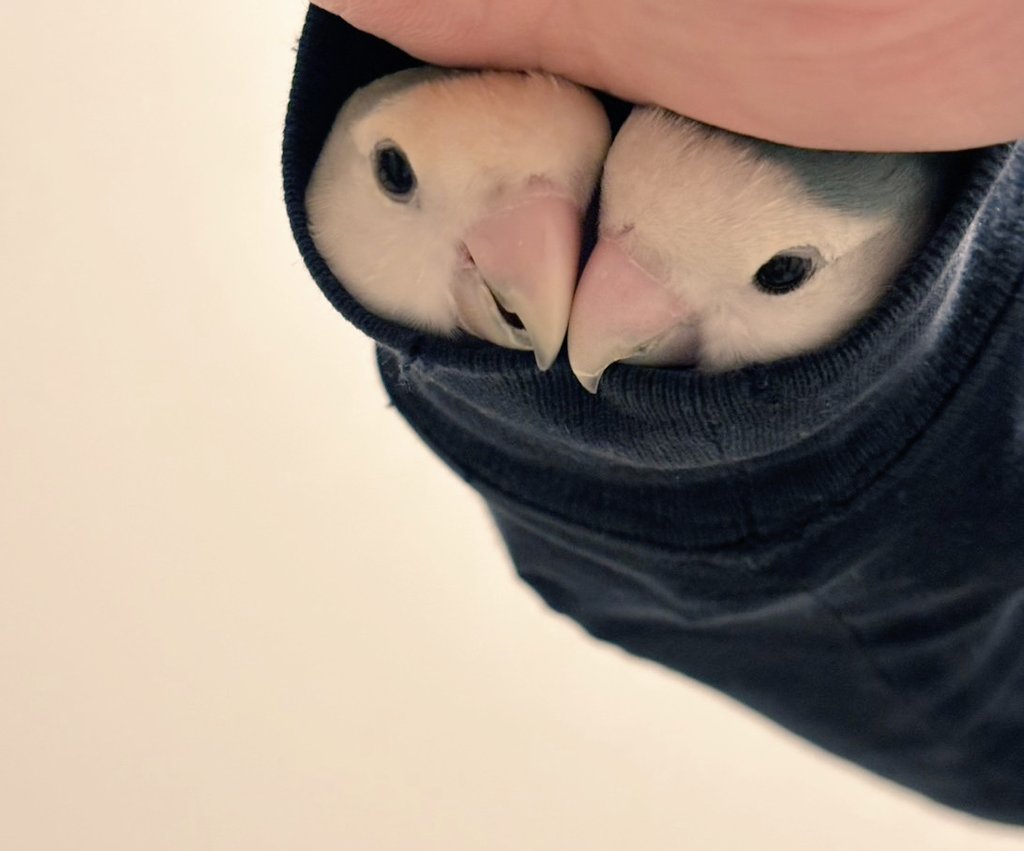 温かくて最高に可愛い…
#コザクラインコ