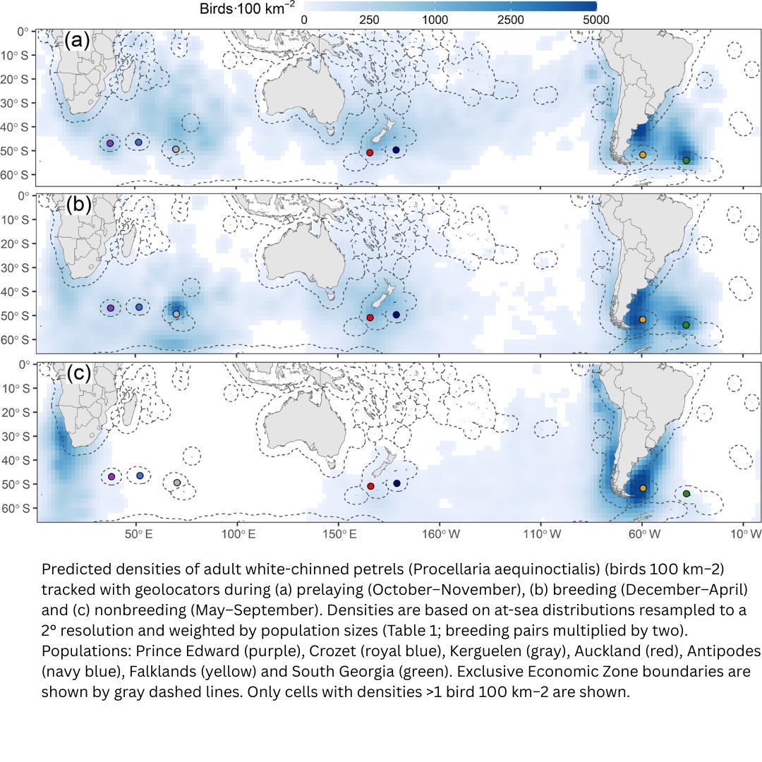 Migratory connectivity refers to the geographical linkages between populations and has significant implications for conservation. A study on white-chinned petrel populations reveals that their spatial organization influences their vulnerability to bycatch. tinyurl.com/ycxud6pz