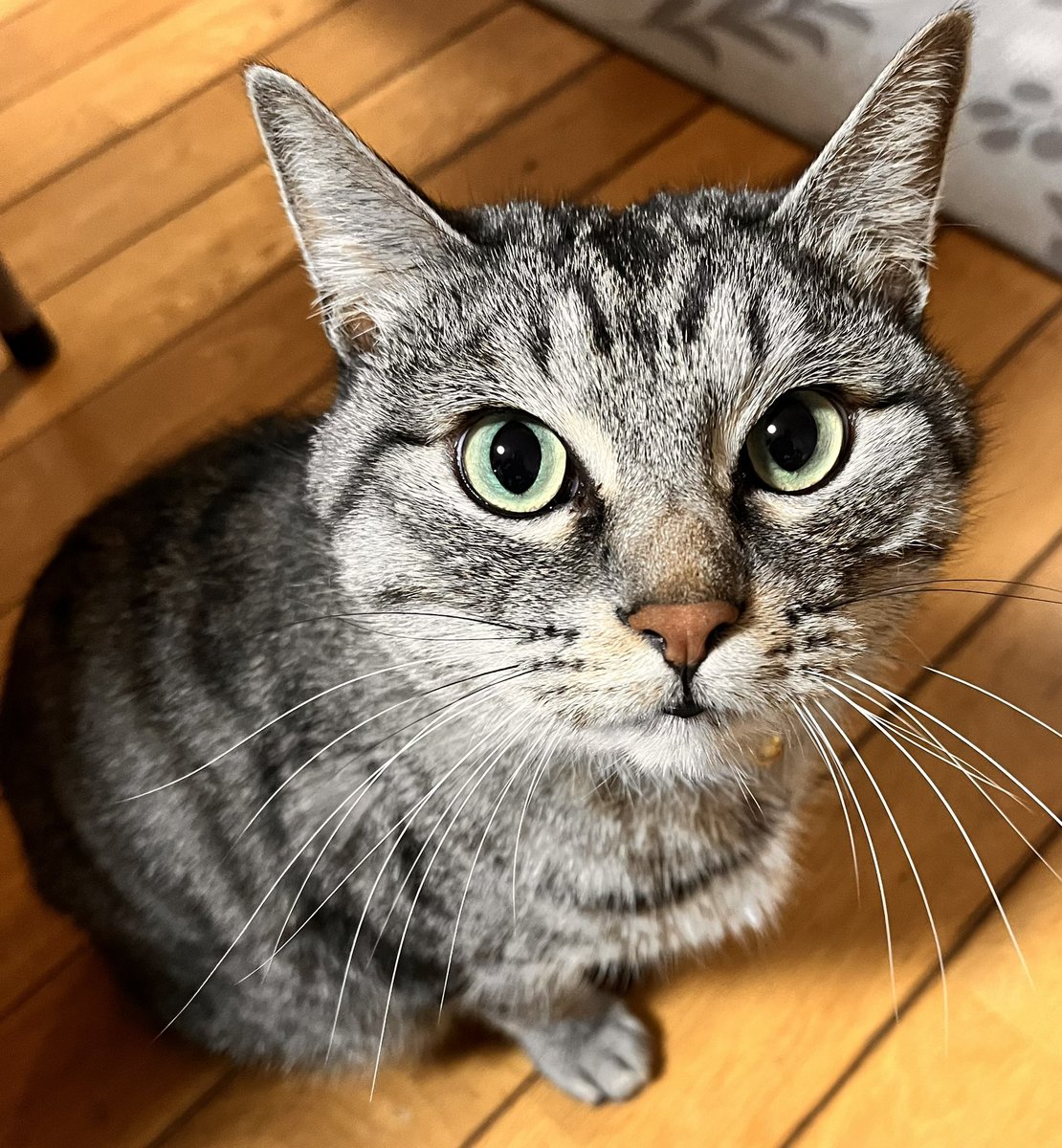 今さらなんですが、シーサーってシーシー(獅子)って言うくらいだから猫科で良いですよね？