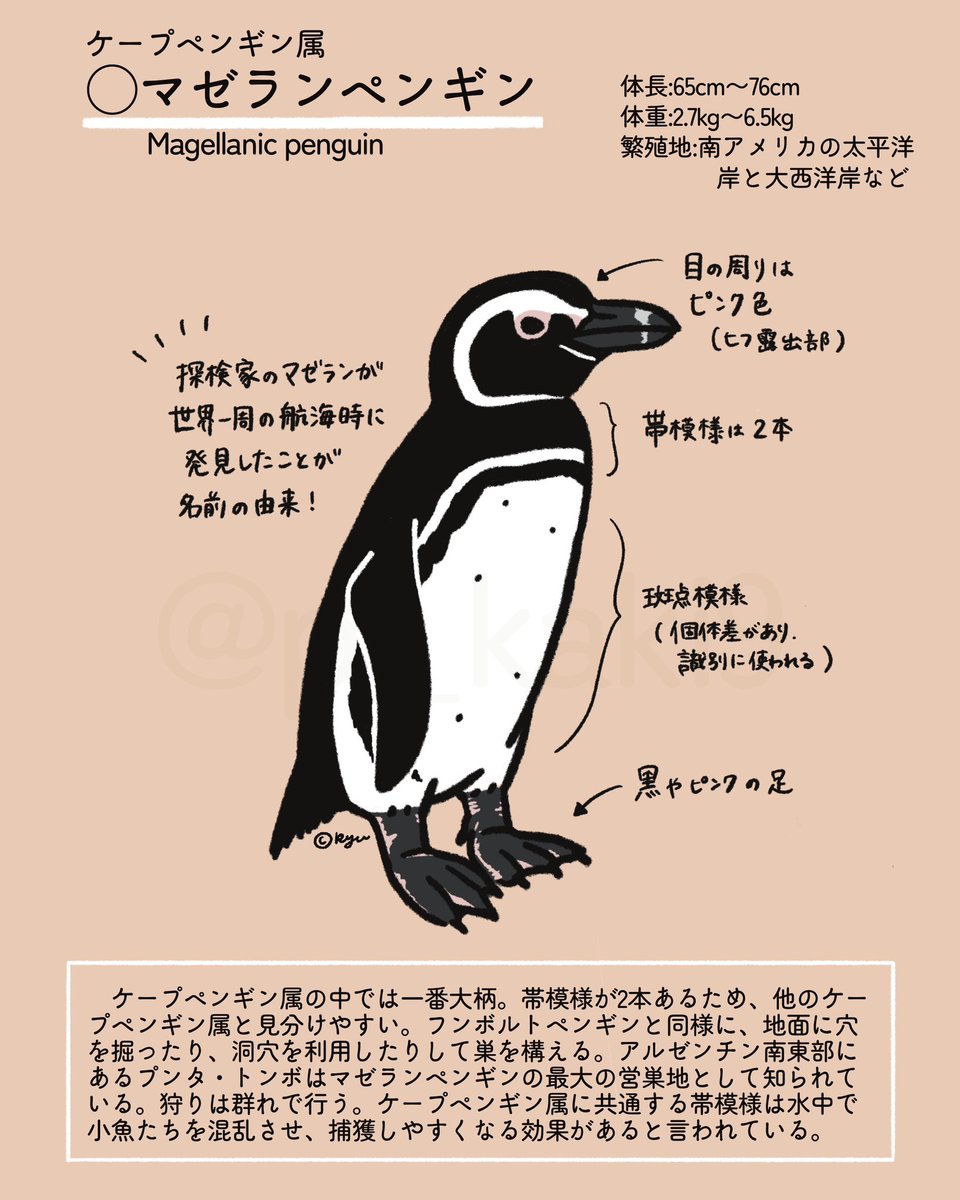 ついに明日4月25日は #世界ペンギンの日 ！ ＼ ペンギン紹介その6