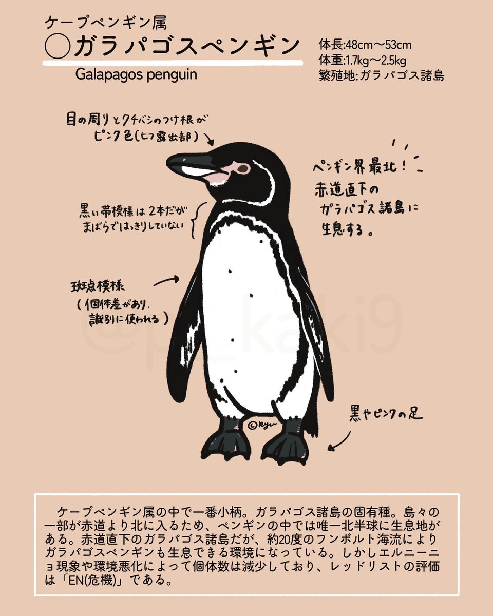 ついに明日4月25日は #世界ペンギンの日 ！ ＼ ペンギン紹介その6