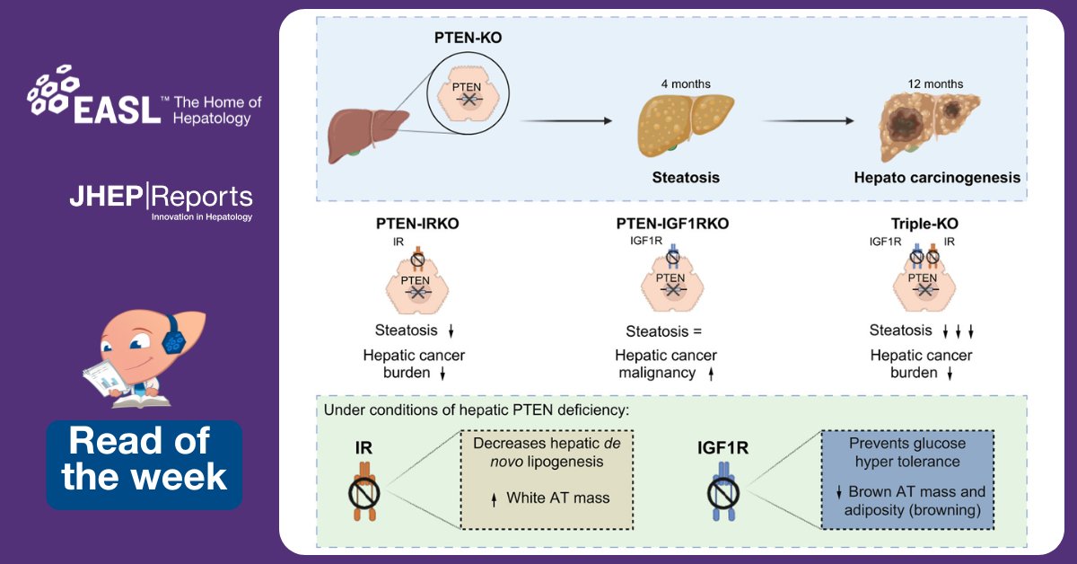 EASLnews (@easlnews) on Twitter photo Today's #readoftheweek📚explores the evaluation of individual/combined contributions of insulin receptor and insulin-like growth factor 1 receptor to hepatic metabolism and tumorigenesis induced by PTEN deficiency.
Read here this <a href="/JHEP_Reports/">JHEP Reports</a> article: jhep-reports.eu/article/S2589-… Today's #readoftheweek📚explores the evaluation of individual/combined contributions of insulin receptor and insulin-like growth factor 1 receptor to hepatic metabolism and tumorigenesis induced by PTEN deficiency.
Read here this <a href="/JHEP_Reports/">JHEP Reports</a> article: jhep-reports.eu/article/S2589-…