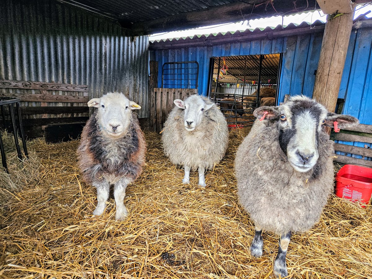 fars_sanctuary's tweet photo. We're TOTALLY biased of crs but how beautiful are the 3 amigos – #StormSheep #PeggySheep &amp; #PandaSheep?! 🐑🪞🥰 (And they're currently our  banner pic so others can enjoy admiring them at every opp 💖☺️!)

In our harsh world, these darlings are all that's good &amp; pure &amp; hopeful 🙏 https://t.co/sUa5J7mwJ0