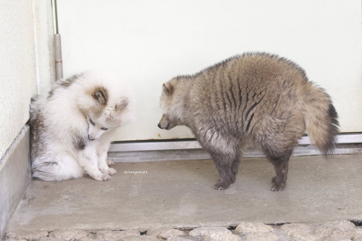 Cheng-Ren🦊🐺 tweet media